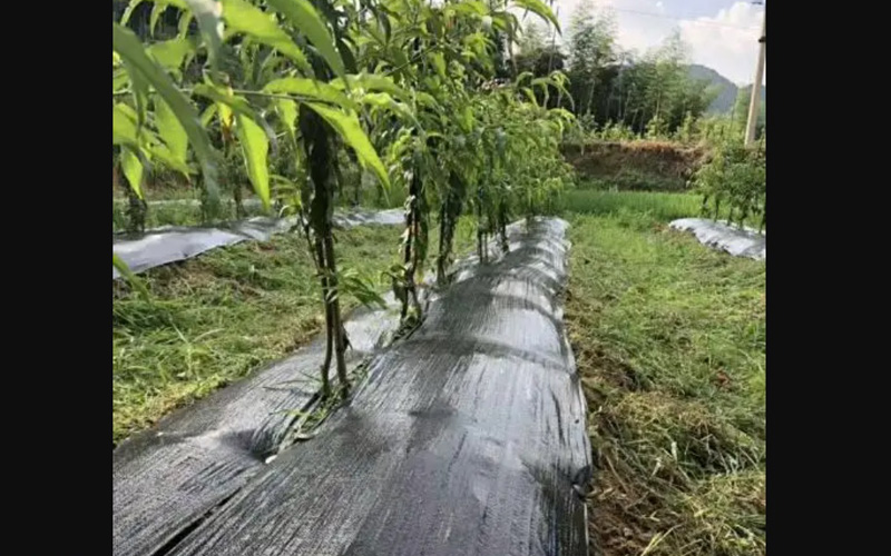 The materials and differences of weed control fabric