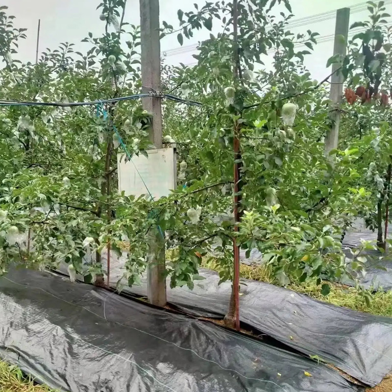 Which is better, PP or PE weed control fabric? Which is better, PP or PE weed control fabric?