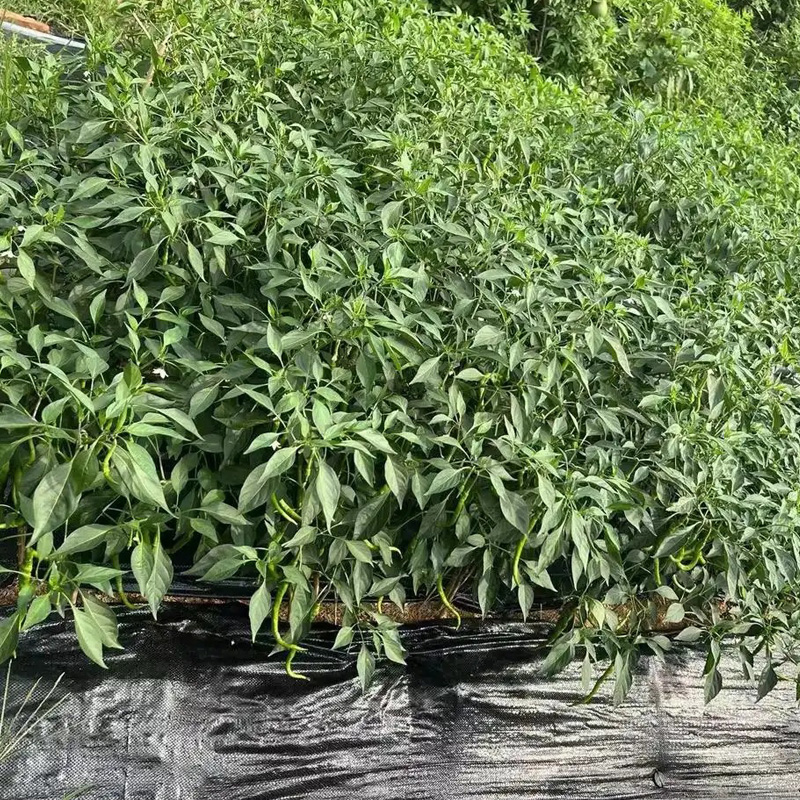 Which is better, PP or PE weed control fabric? Which is better, PP or PE weed control fabric?