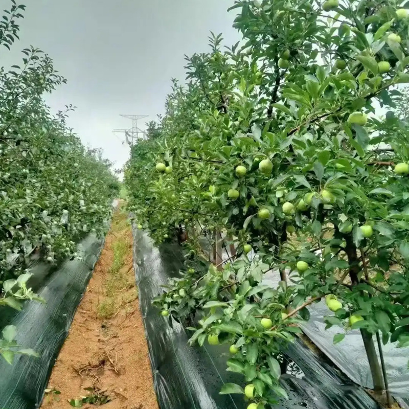 Which is better, PP or PE weed control fabric? Which is better, PP or PE weed control fabric?