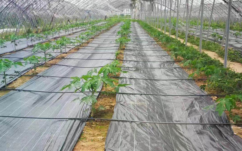 What are the advantages of weed control fabric?