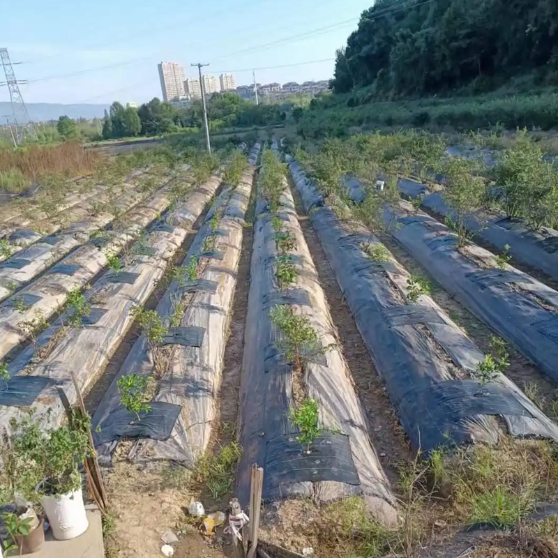 How to Use Weed Control Fabric?