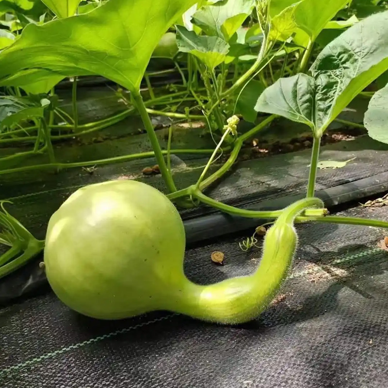 How to Use Weed Control Fabric?